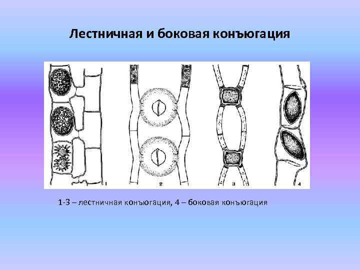 Лестничная и боковая конъюгация 1 -3 – лестничная конъюгация, 4 – боковая конъюгация 