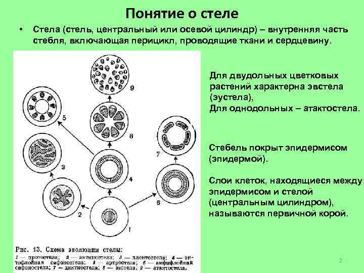 Понятие о стеле • Стела (стель, центральный или осевой цилиндр) – внутренняя часть стебля,