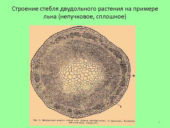 Строение стебля двудольного растения на примере льна (непучковое, сплошное) 5 