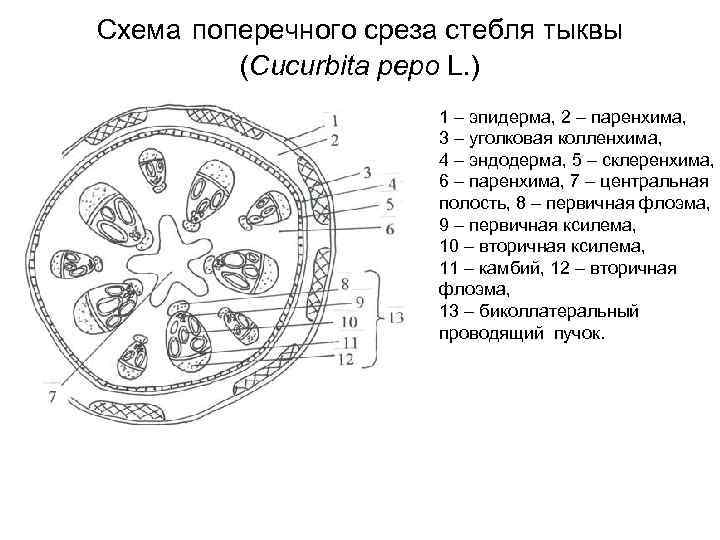 Схема стебля тыквы