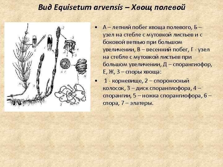 Какой тип питания характерен для хвоща полевого изображенного на рисунке