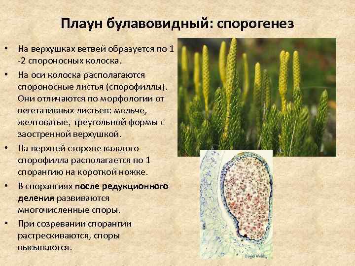 Корни плауна. Мох плаун булавовидный. Плаун булавовидный морфология. Плаун булавовидный среда обитания. Спорангий плауна.