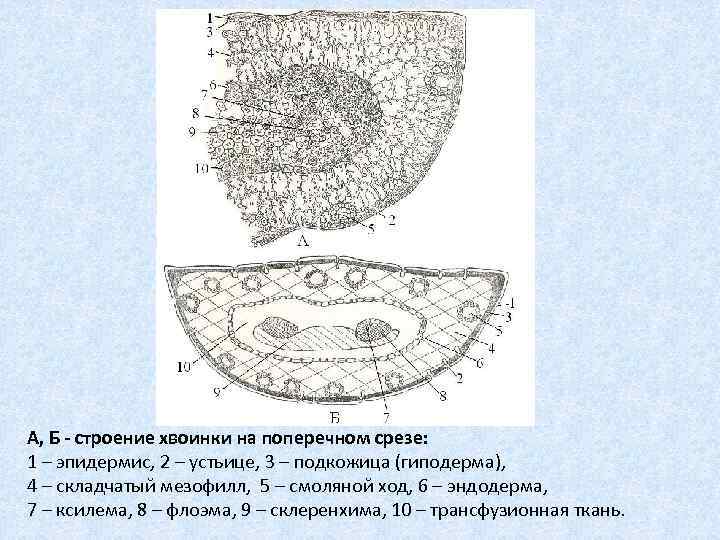 А, Б - строение хвоинки на поперечном срезе: 1 – эпидермис, 2 – устьице,