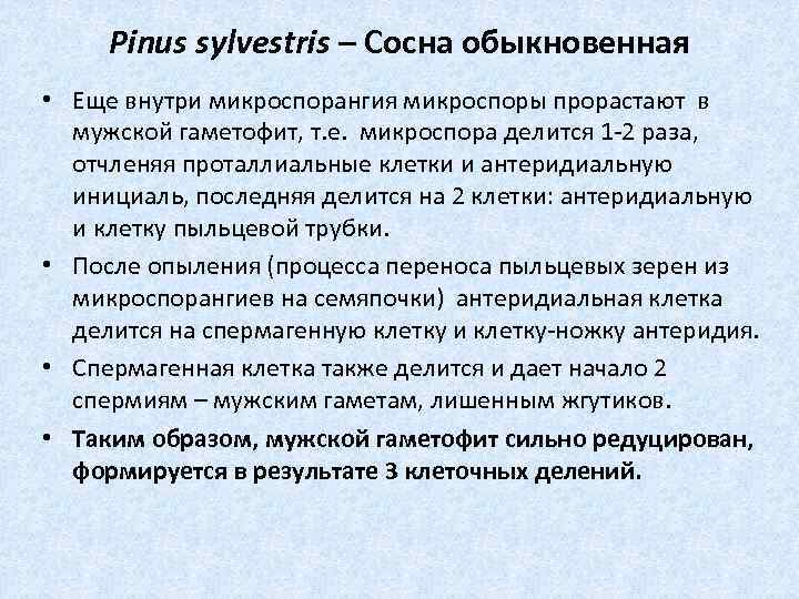 Pinus sylvestris – Сосна обыкновенная • Еще внутри микроспорангия микроспоры прорастают в мужской гаметофит,