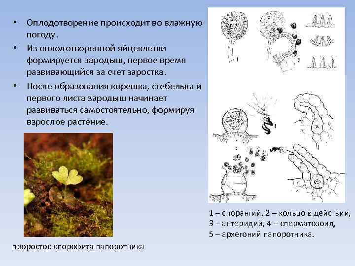  • Оплодотворение происходит во влажную погоду. • Из оплодотворенной яйцеклетки формируется зародыш, первое