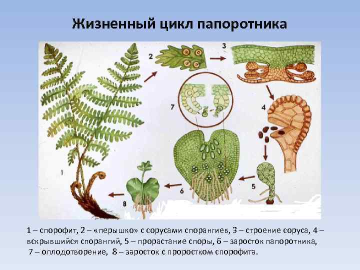 Жизненный цикл папоротника 1 – спорофит, 2 – «перышко» с сорусами спорангиев, 3 –