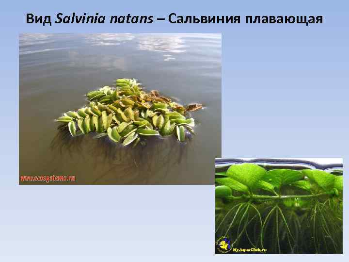 Вид Salvinia natans – Сальвиния плавающая 