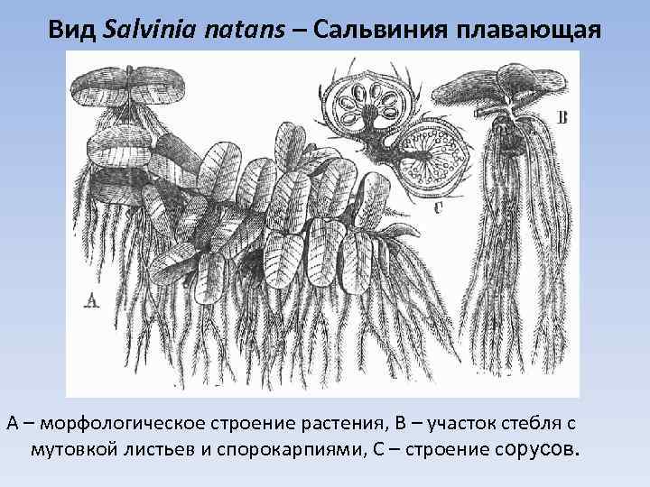 Вид Salvinia natans – Сальвиния плавающая А – морфологическое строение растения, В – участок
