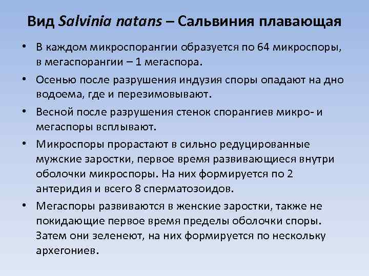 Вид Salvinia natans – Сальвиния плавающая • В каждом микроспорангии образуется по 64 микроспоры,