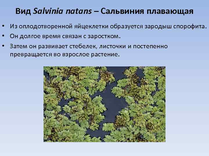 Вид Salvinia natans – Сальвиния плавающая • Из оплодотворенной яйцеклетки образуется зародыш спорофита. •