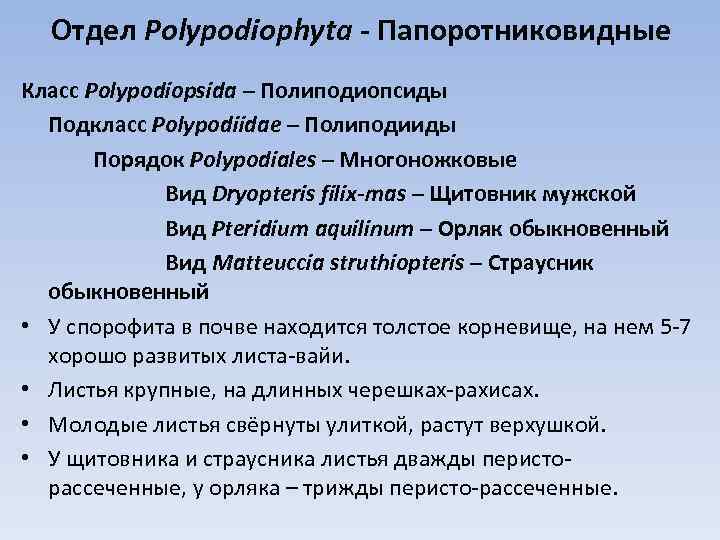 Отдел Polypodiophyta - Папоротниковидные Класс Polypodiopsida – Полиподиопсиды Подкласс Polypodiidae – Полиподииды Порядок Polypodiales