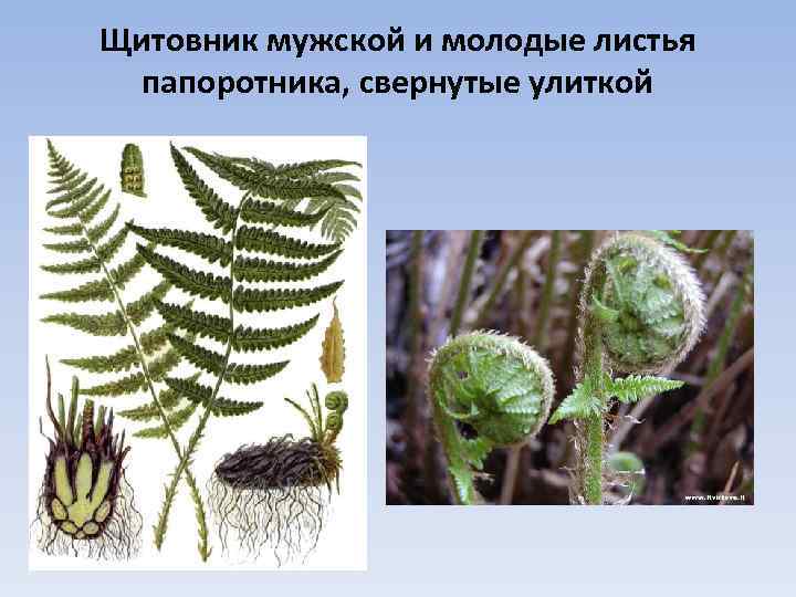 Щитовник мужской и молодые листья папоротника, свернутые улиткой 