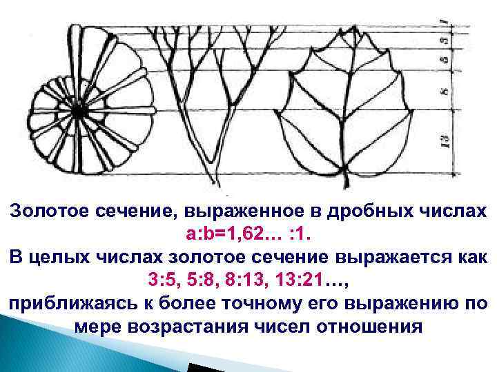 Золотое сечение, выраженное в дробных числах a: b=1, 62… : 1. В целых числах