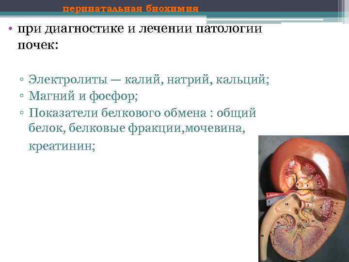 перинатальная биохимия • при диагностике и лечении патологии почек: ▫ Электролиты — калий, натрий,