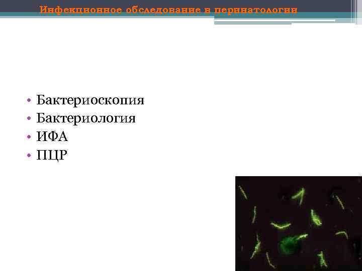 Инфекционное обследование в перинатологии • • Бактериоскопия Бактериология ИФА ПЦР 