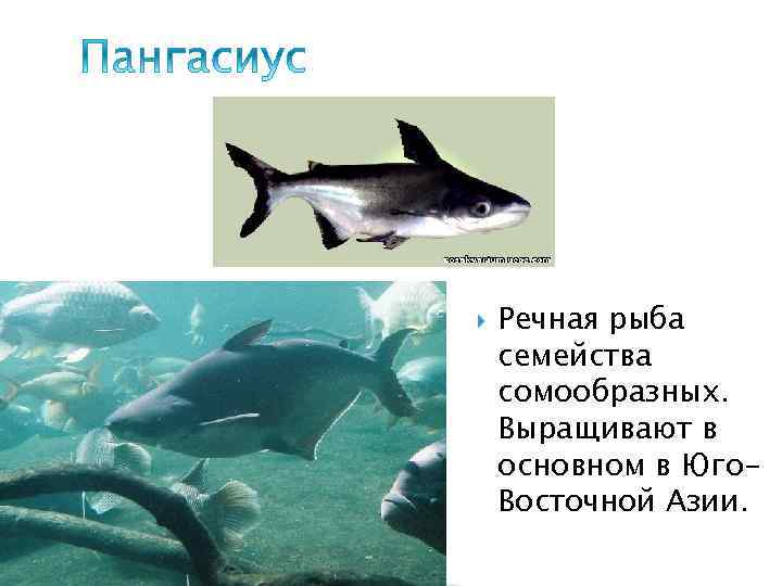  Речная рыба семейства сомообразных. Выращивают в основном в Юго. Восточной Азии. 