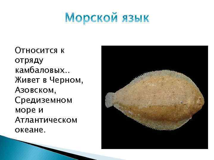 Относится к отряду камбаловых. . Живет в Черном, Азовском, Средиземном море и Атлантическом океане.