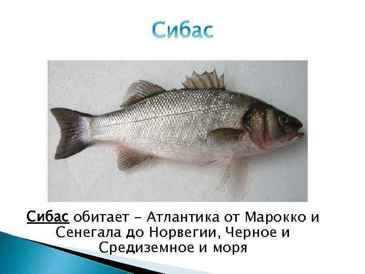 Сибас обитает - Атлантика от Марокко и Сенегала до Норвегии, Черное и Средиземное и