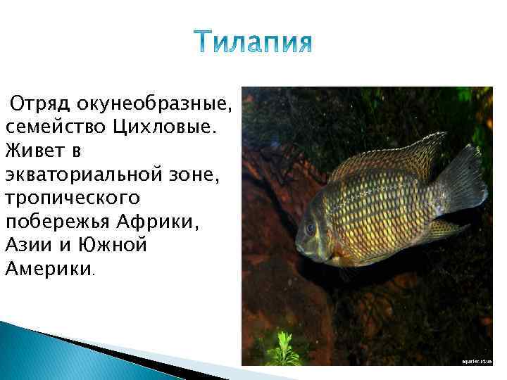 Отряд окунеобразные, семейство Цихловые. Живет в экваториальной зоне, тропического побережья Африки, Азии и Южной