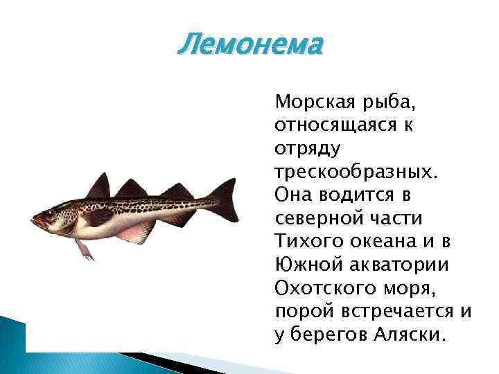 Лемонема Морская рыба, относящаяся к отряду трескообразных. Она водится в северной части Тихого океана