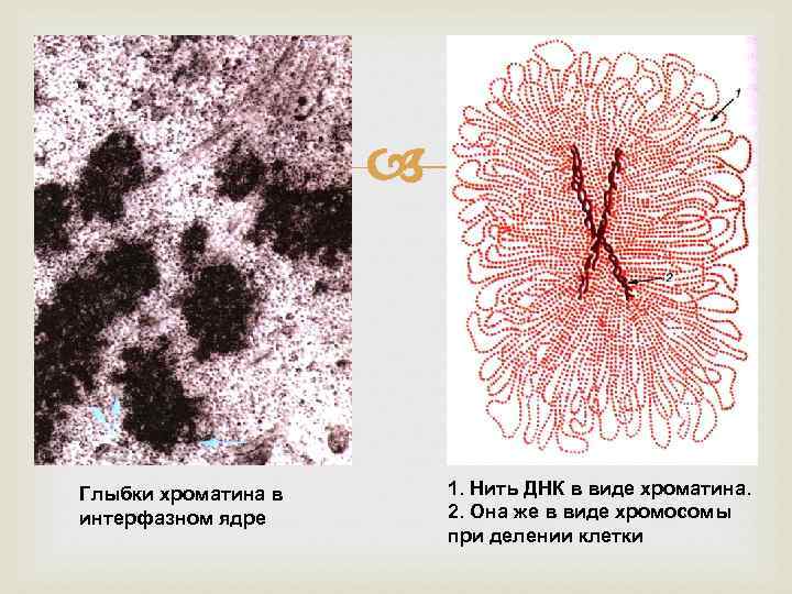  Глыбки хроматина в интерфазном ядре 1. Нить ДНК в виде хроматина. 2. Она