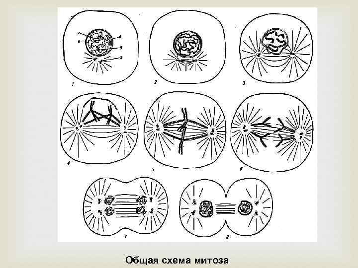  Общая схема митоза 