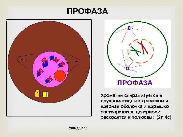  ПРОФАЗА Хроматин спирализуется в двухроматидные хромосомы; ядерная оболочка и ядрышко растворяются; центриоли расходятся