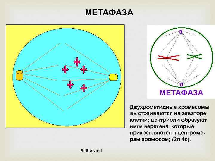 МЕТАФАЗА Двухроматидные хромасомы выстраиваются на экваторе клетки; центриоли образуют нити веретена, которые прикрепляются к