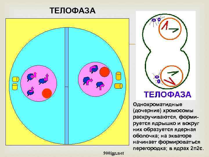 ТЕЛОФАЗА 900 igr. net Однохроматидные (дочерние) хромосомы раскручиваются, формируется ядрышко и вокруг них образуется