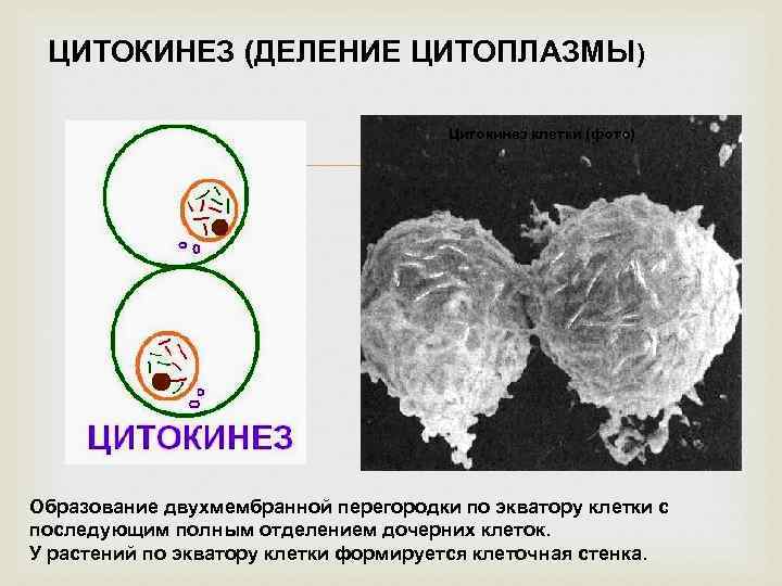 ЦИТОКИНЕЗ (ДЕЛЕНИЕ ЦИТОПЛАЗМЫ) Цитокинез клетки (фото) Образование двухмембранной перегородки по экватору клетки с последующим