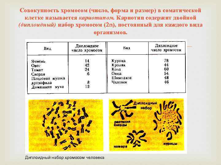 Совокупность хромосом (число, форма и размер) в соматической клетке называется кариотипом. Кариотип содержит двойной