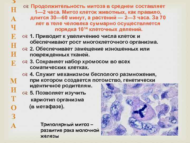 Какие клетки делятся митозом. Генетические и цитологические основы митоза. Генетические основы митоза. Цитологические основы митоза. Митоз – цитологическая основа бесполого размножения.