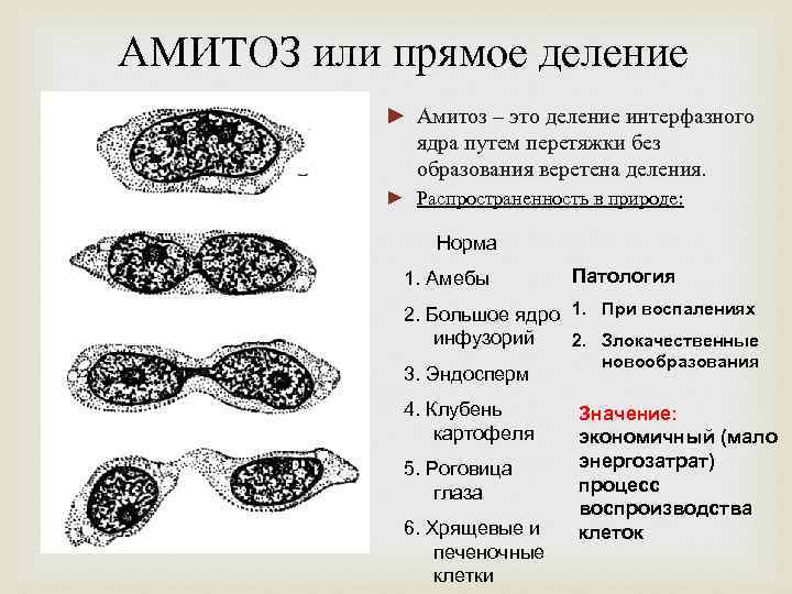 АМИТОЗ или прямое деление ► Амитоз – это деление интерфазного ядра путем перетяжки без