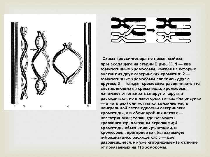 Каким номером на рисунке обозначена фаза. Конъюгация и кроссинговер схема. Схема одинарного кроссинговера. Схема процесса кроссинговера. Мейотический кроссинговер.