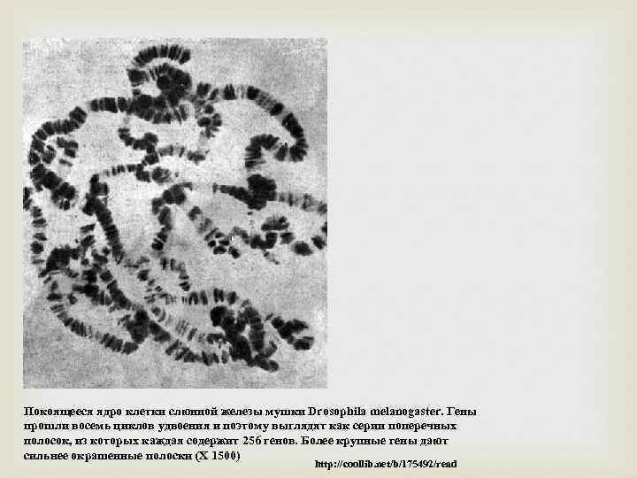 Покоящееся ядро клетки слюнной железы мушки Drosophila melanogaster. Гены прошли восемь циклов удвоения и