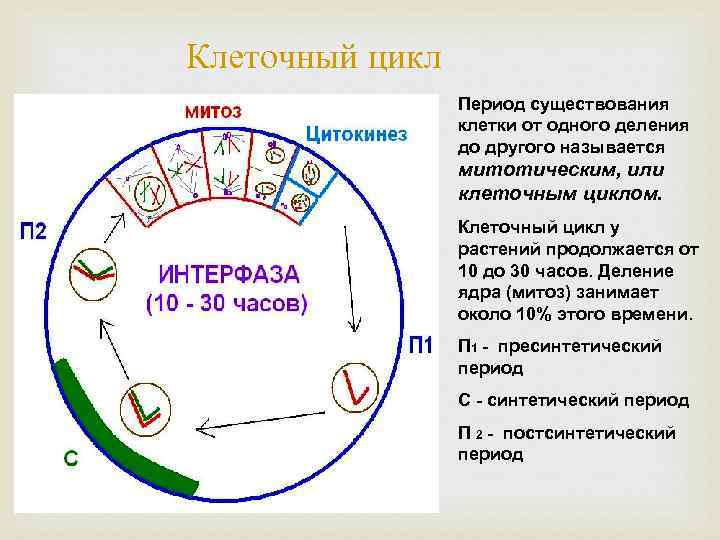 Жизненный цикл митоза и мейоза