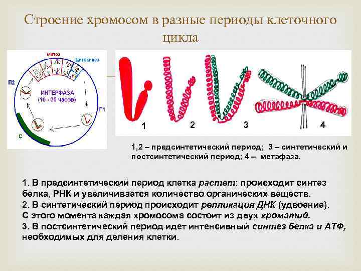 Какой цифрой на рисунке отмечен постсинтетический период жизненного цикла клетки