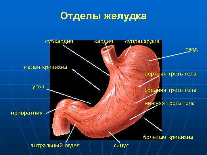 Строение желудка человека фото с описанием антральный отдел
