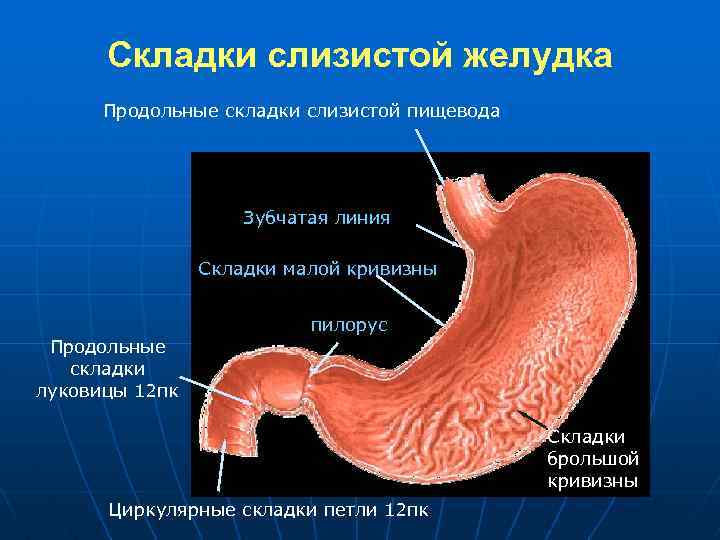 Слизистая желудка