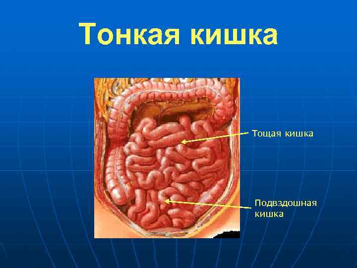 Тонкая кишка Тощая кишка Подвздошная кишка 