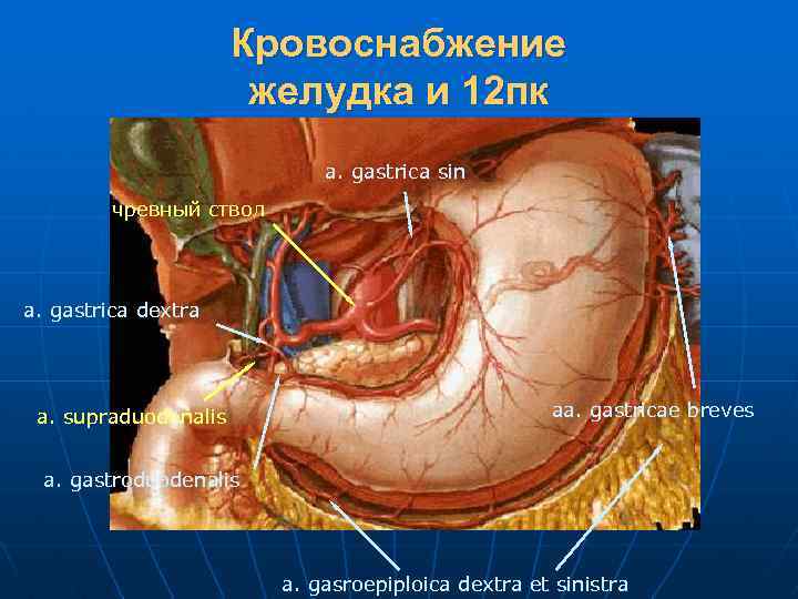 Кровоснабжение желудка и 12 пк a. gastrica sin чревный ствол a. gastrica dextra a.