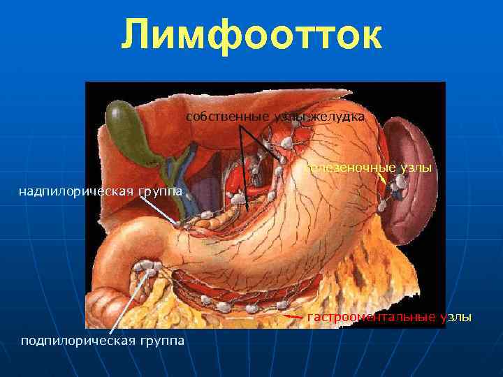 Лимфоотток собственные узлы желудка селезеночные узлы надпилорическая группа гастрооментальные узлы подпилорическая группа 