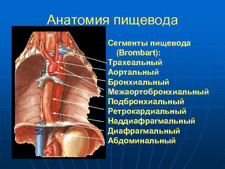 Отделы пищевода. Наддиафрагмальный сегмент пищевода. Подбронхиальный сегмент пищевода. Трахеальный сегмент пищевода. Пищевод анатомия.