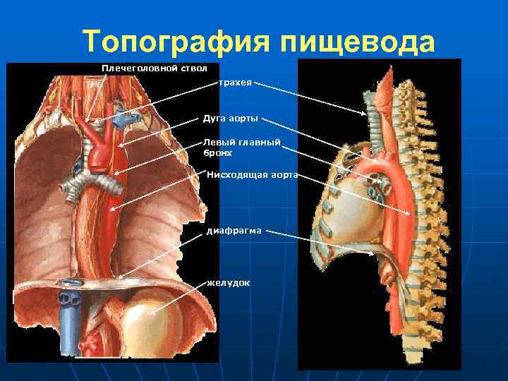 Где находится пищевод