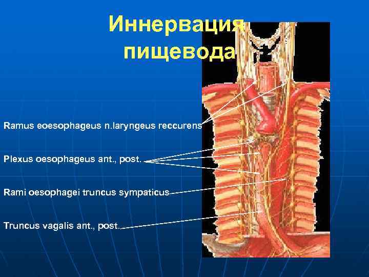 Иннервация пищевода Ramus eoesophageus n. laryngeus reccurens Plexus oesophageus ant. , post. Rami oesophagei