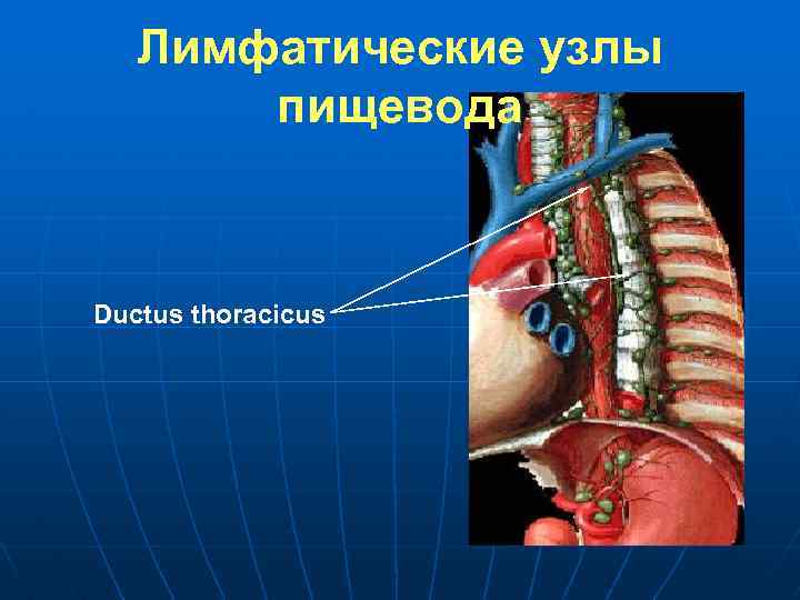 Лимфатические узлы пищевода Ductus thoracicus 