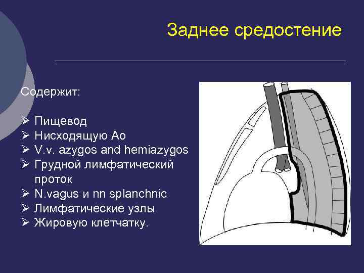 Топографическая анатомия переднего и заднего средостения презентация