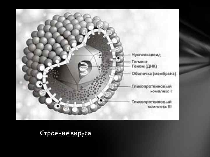 Строение вируса 