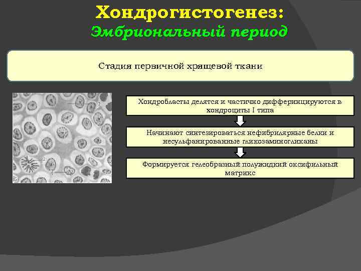 Хондрогистогенез: Эмбриональный период Стадия первичной хрящевой ткани Хондробласты делятся и частично дифферинцируются в хондроциты