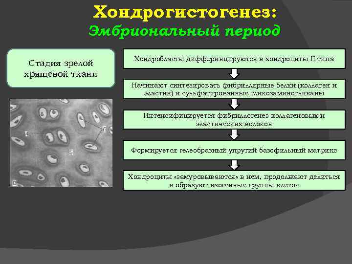 Хондрогистогенез: Эмбриональный период Стадия зрелой хрящевой ткани Хондробласты дифферинцируются в хондроциты II типа Начинают